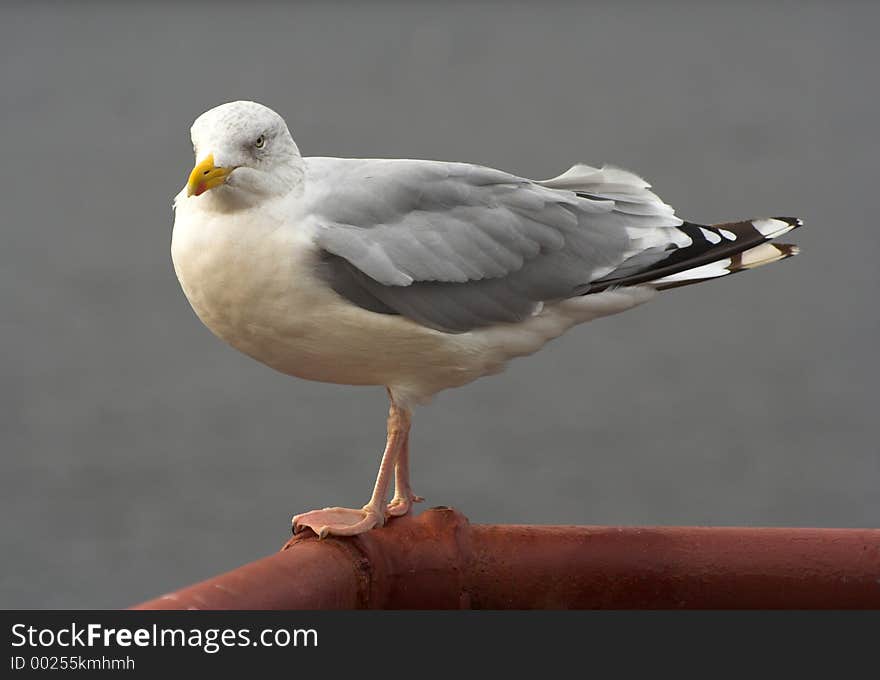 Seagull