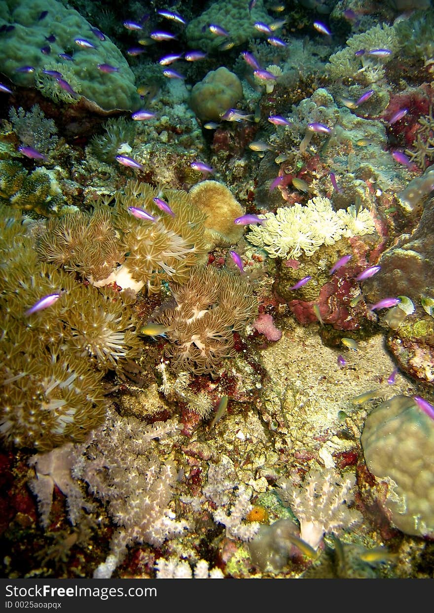 Underwater scene. Underwater scene