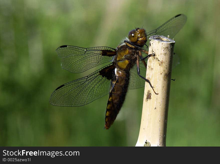 Dragonfly on stick with green background