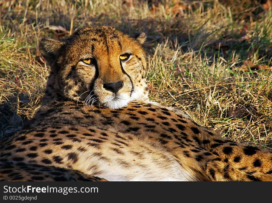 The cheetah has a rest