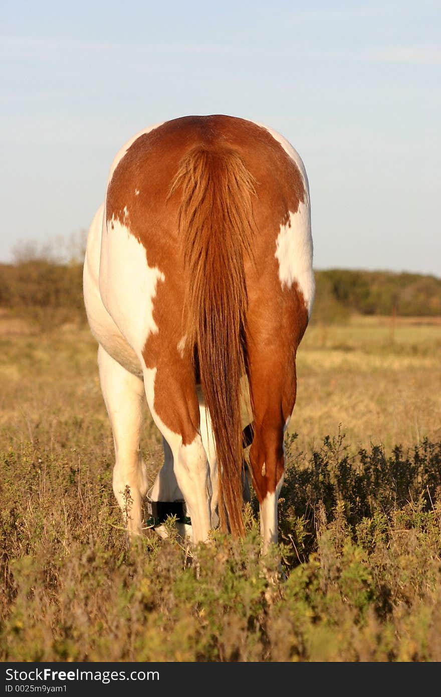 Sorrel overo paint mare with unique markings on hindquarters, grazing in pasture, late afternoon. Sorrel overo paint mare with unique markings on hindquarters, grazing in pasture, late afternoon.