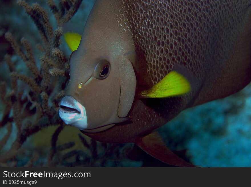 Grey Angelfish