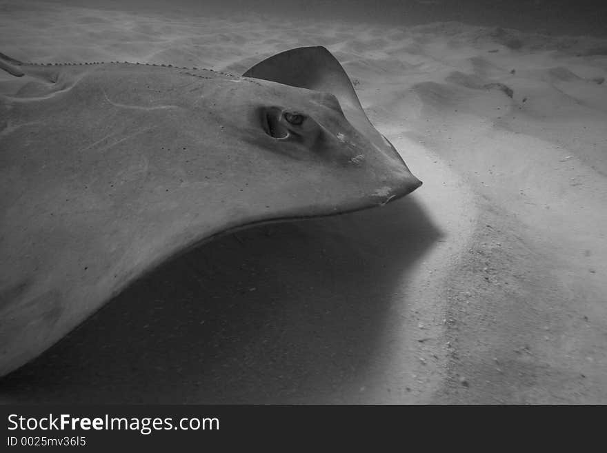 Southern Stingray