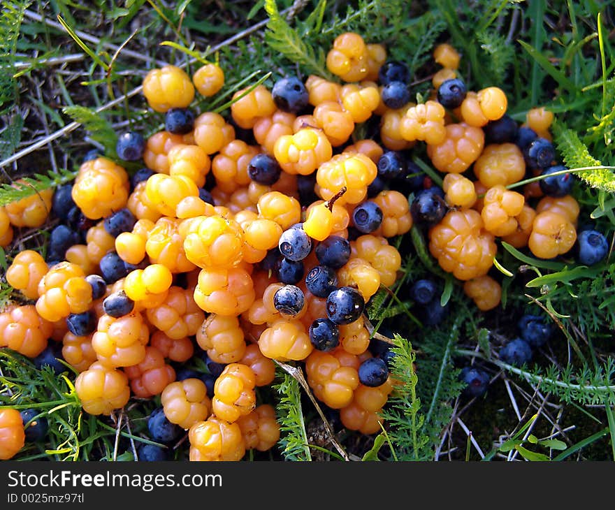 Cloudberries And Bilberry_02(moroshka)