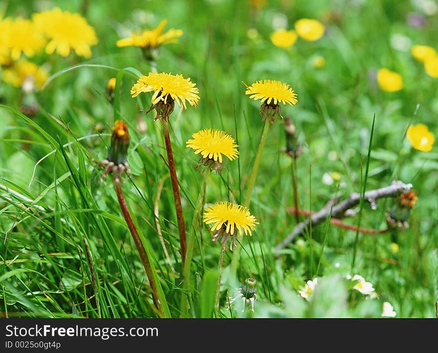 Wild Flowers