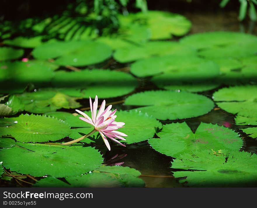 Wild Flowers Image