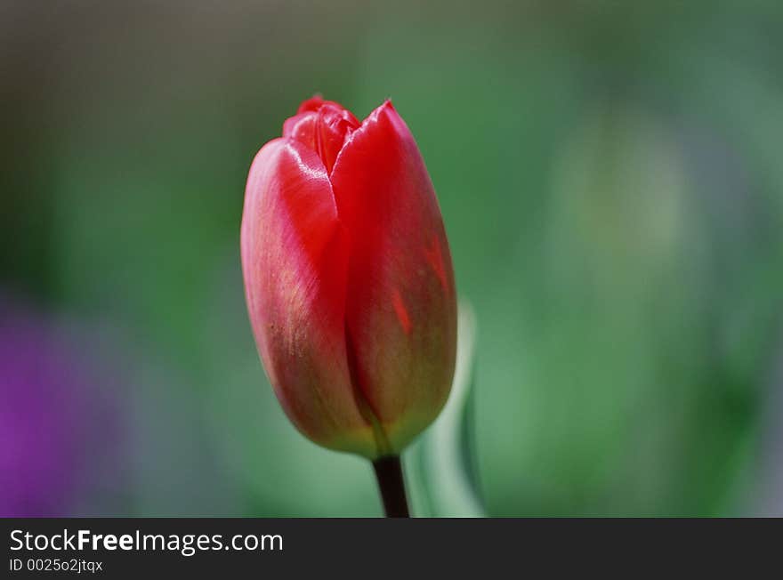 Wild Flowers Image