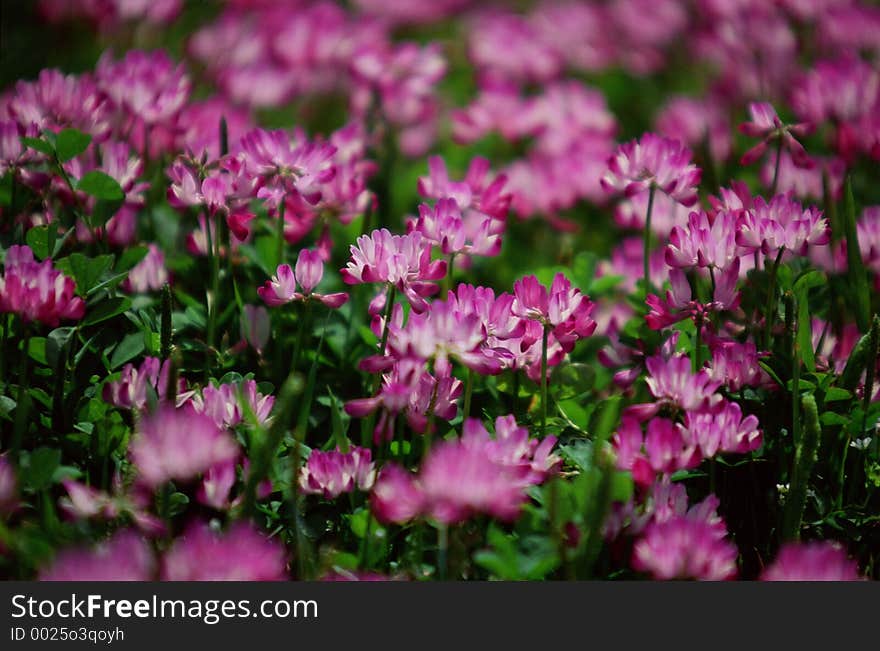 Wild Flowers Image