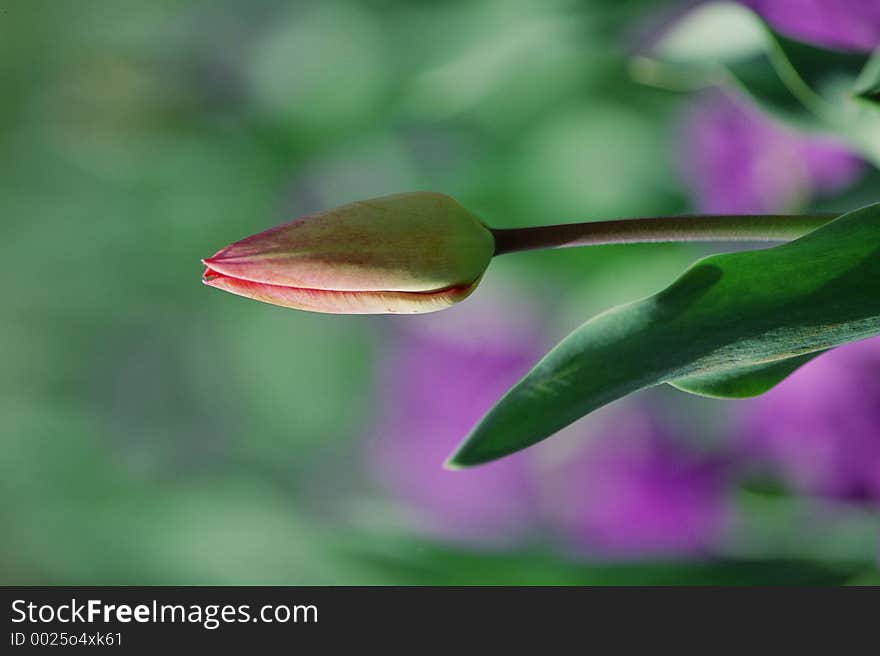 Wild Flowers Image