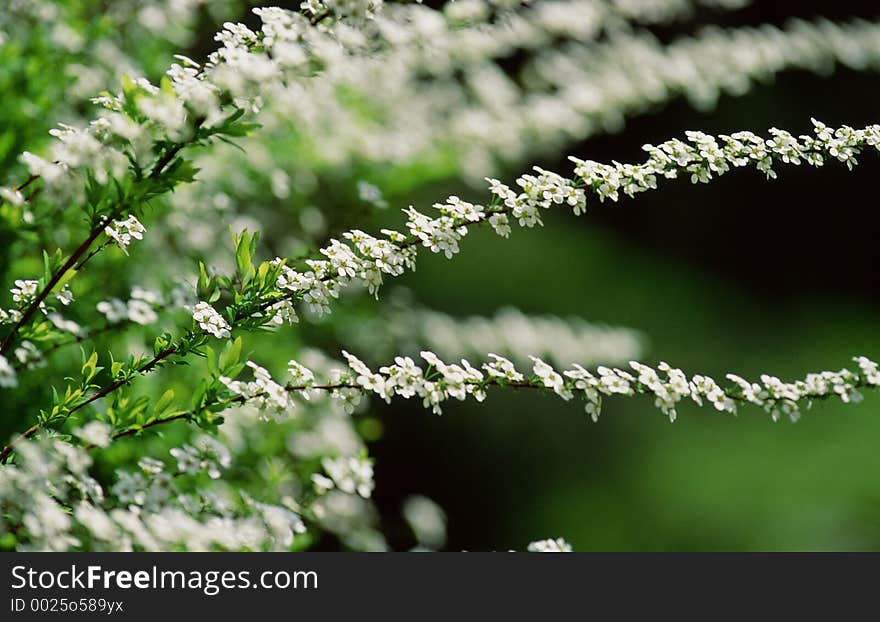 Wild Flowers Image