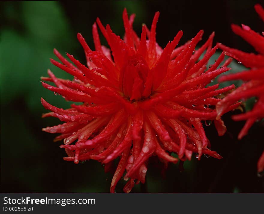 Wild Flowers Image