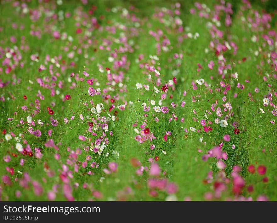 Wild Flowers Image