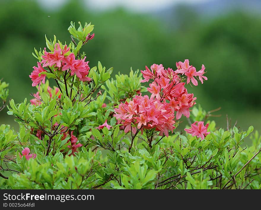 Wild Flowers Image