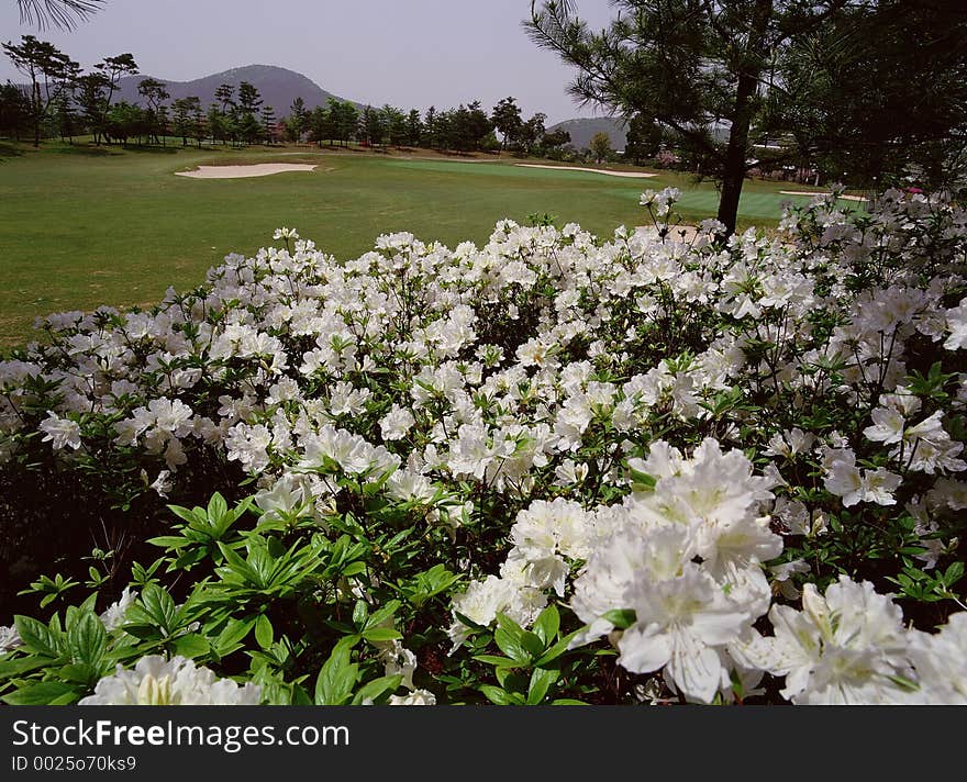 Wild Flowers Image