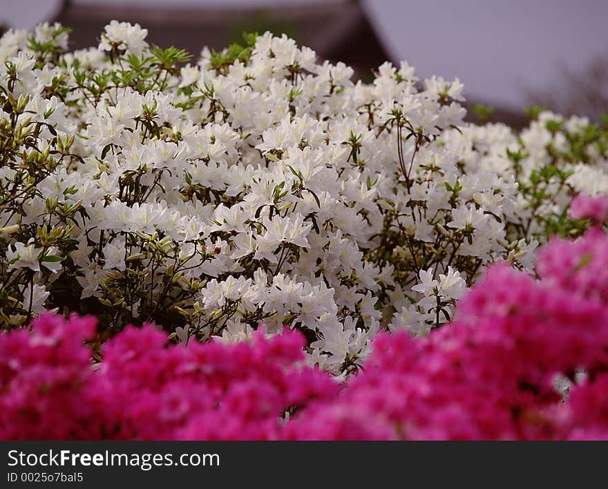 Wild Flowers Image