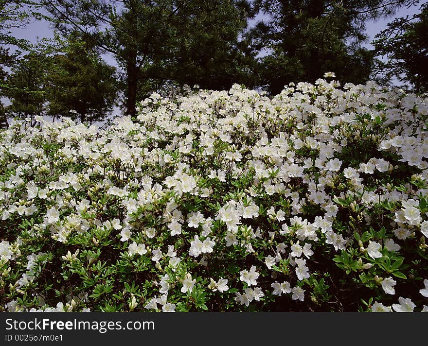 Wild Flowers Image