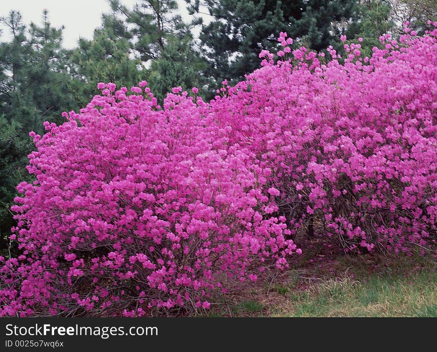 Wild Flowers Image