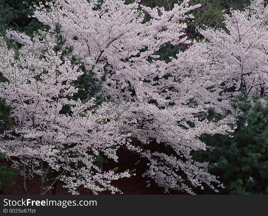 Wild Flowers Image