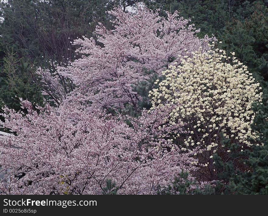 Wild Flowers Image