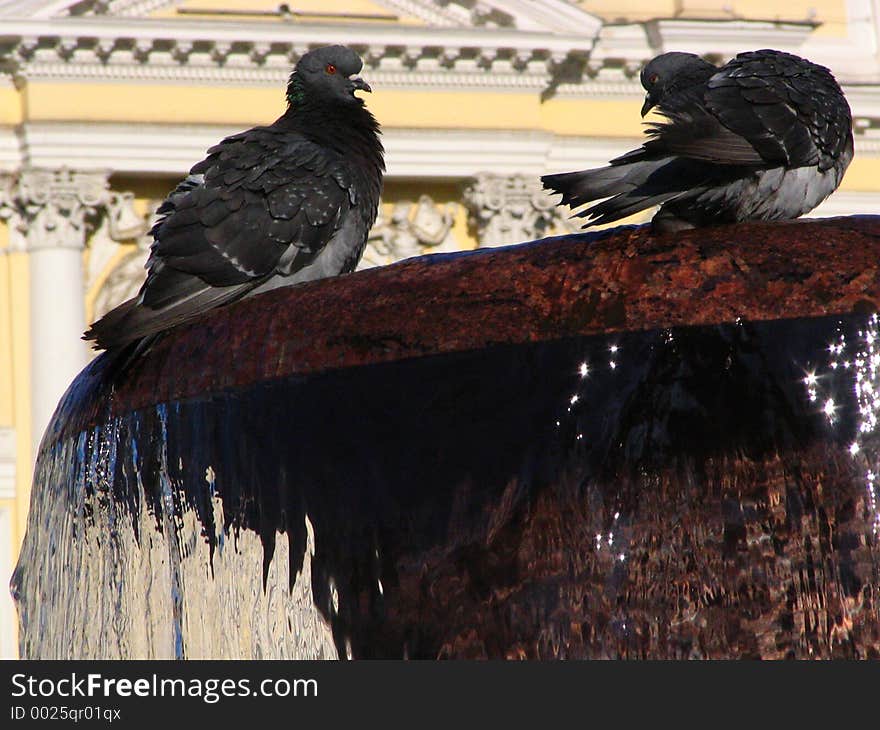 Pigeons On A Fountain