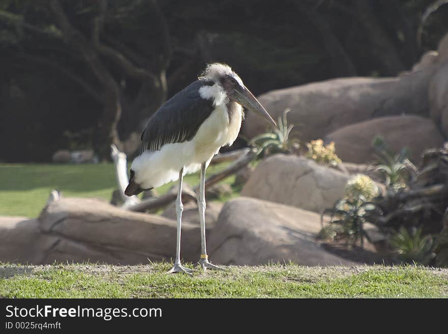 Einstien Bird