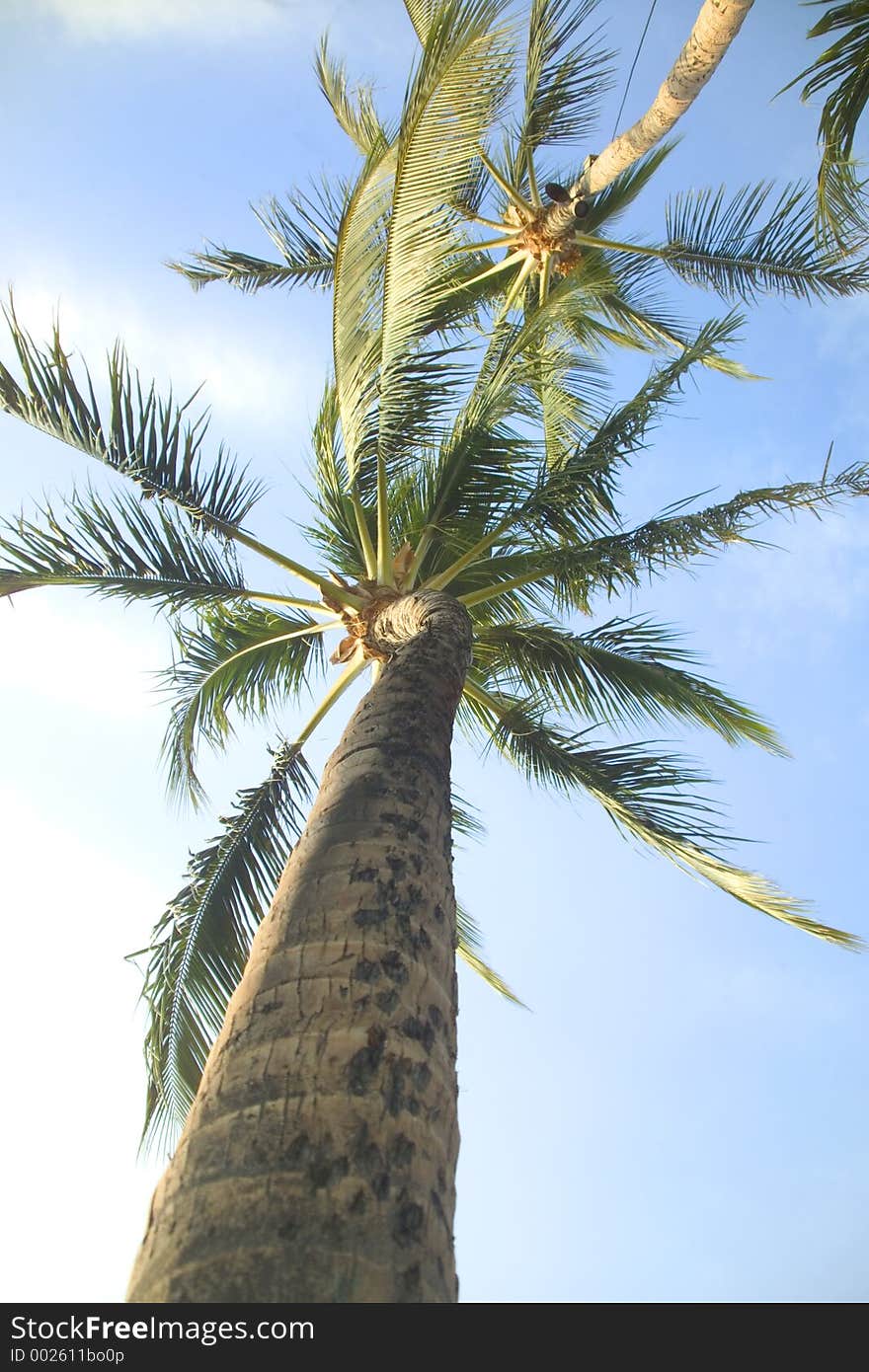 Looking up into a palm tree