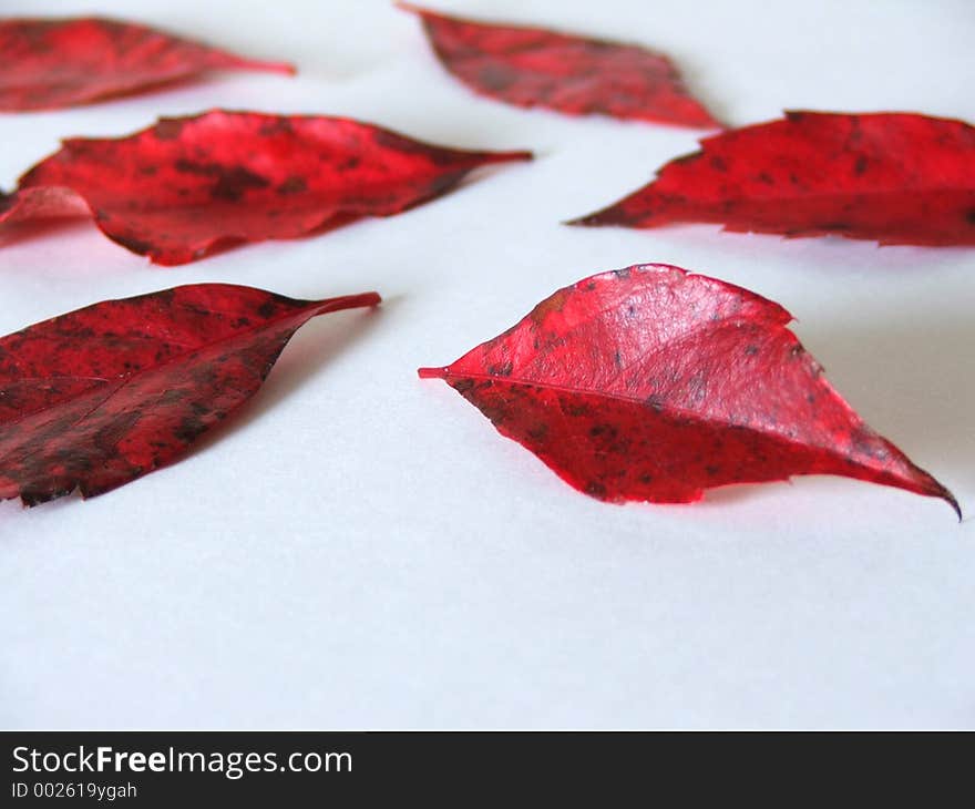 Fallen red leaves on white isolated backdrop.