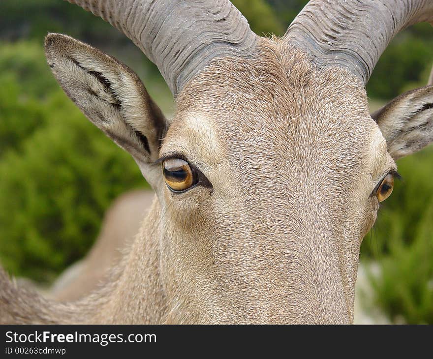 Aoudad eye