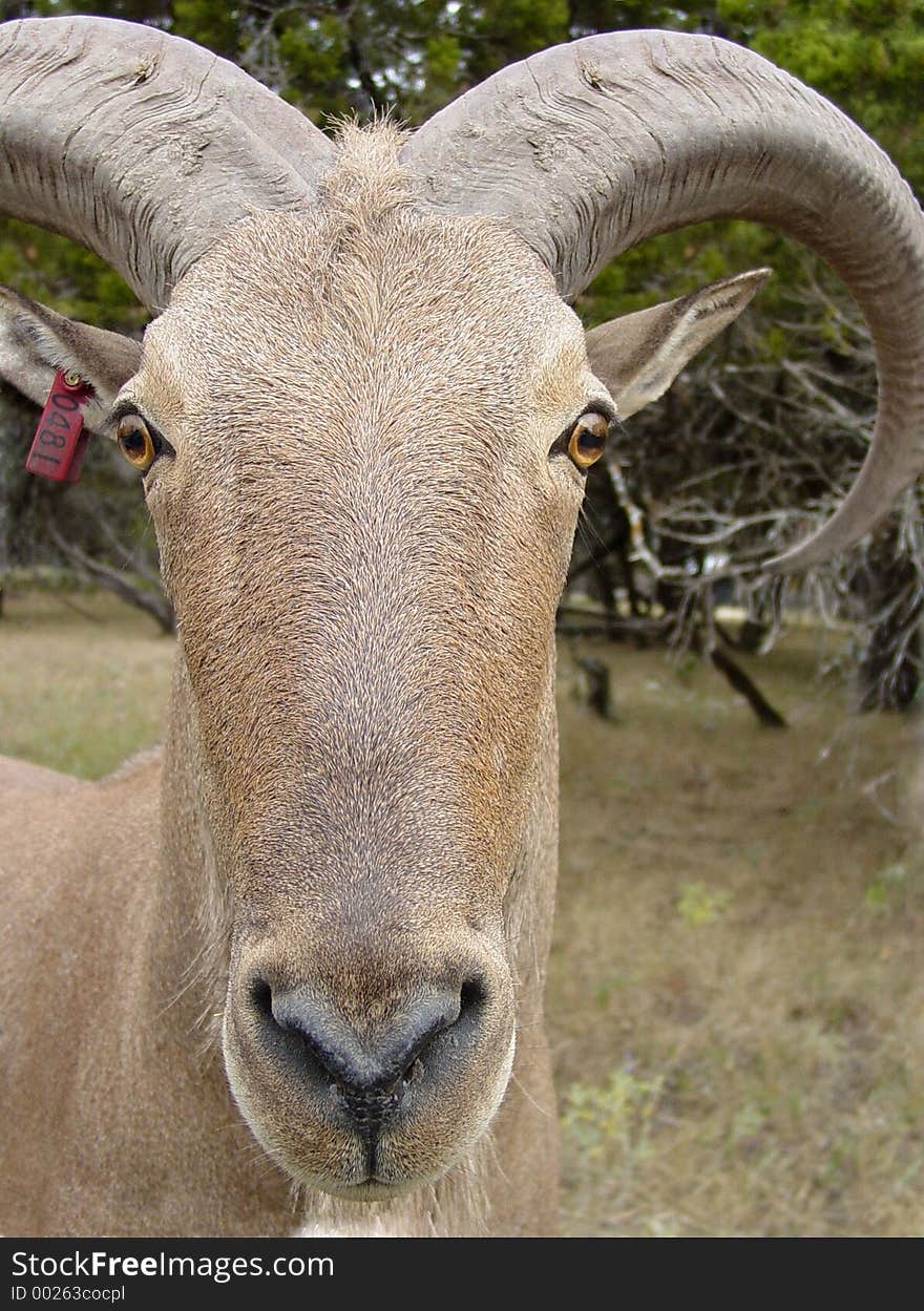 Aoudad