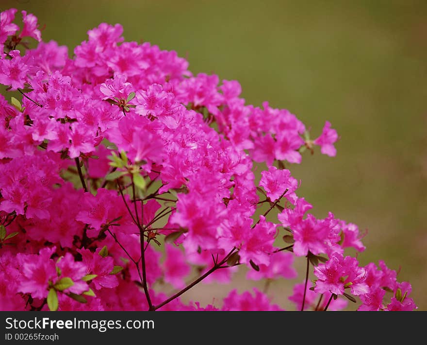 Wild Flowers Image