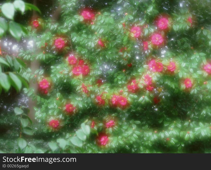 Wild Flowers Image