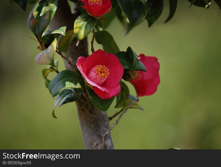 Wild Flowers Image