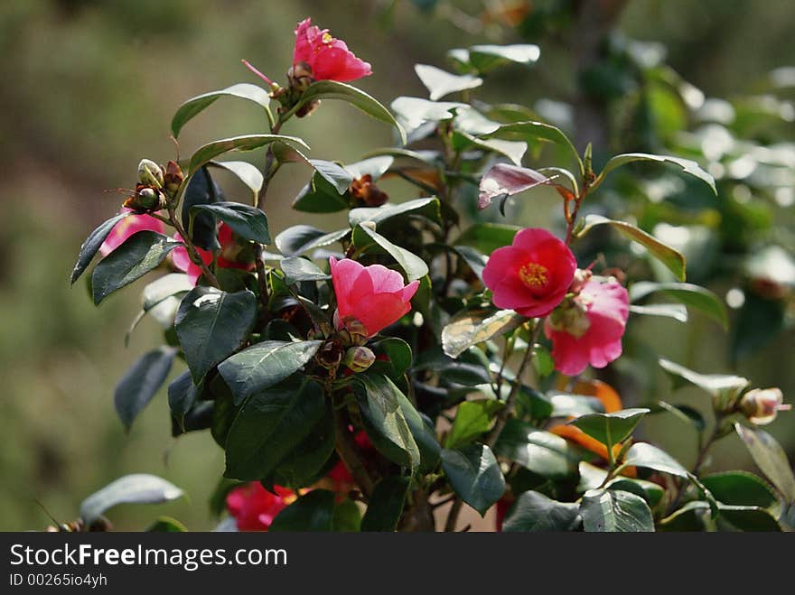 Wild Flowers Image