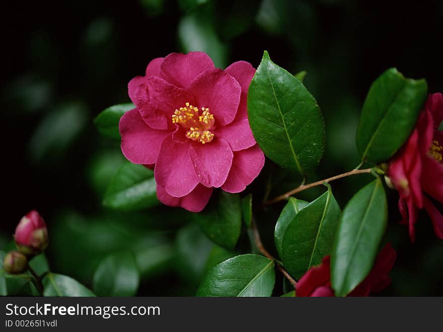 Wild Flowers Image