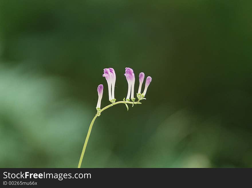 Wild Flowers Image