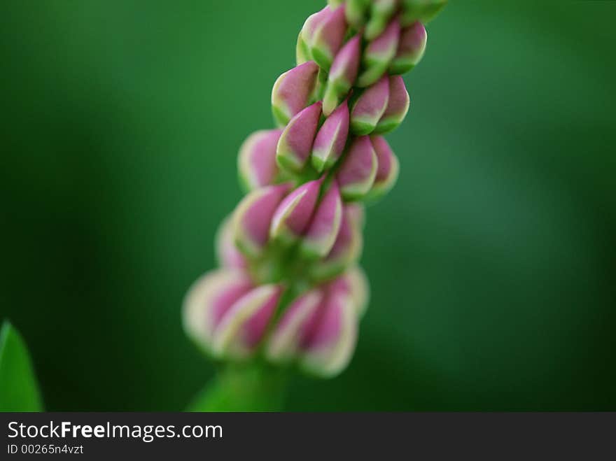 Wild Flowers Image