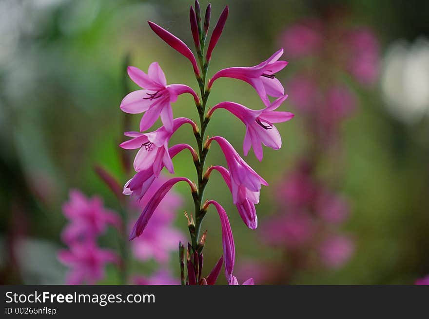 Wild Flowers Image