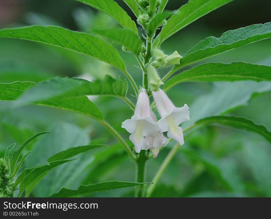 Wild Flowers Image