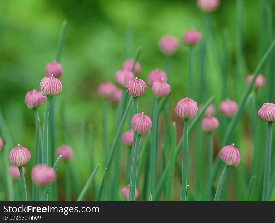 Wild Flowers Image