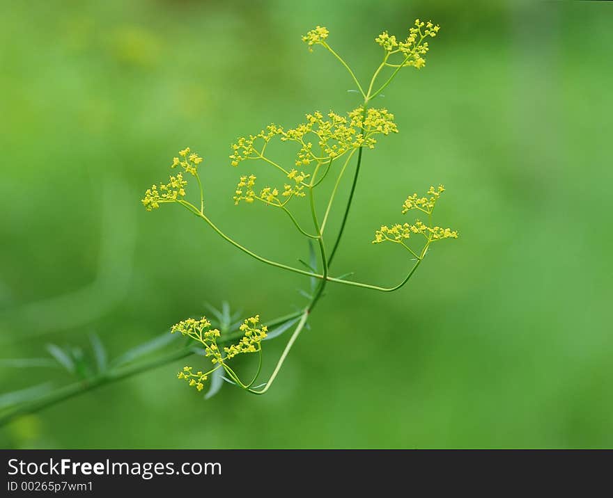 Wild Flowers Image