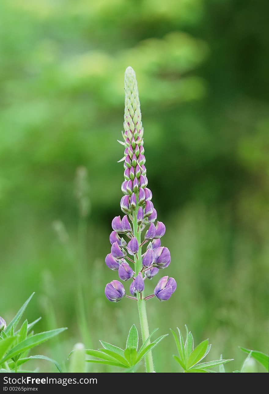 Wild Flowers Image