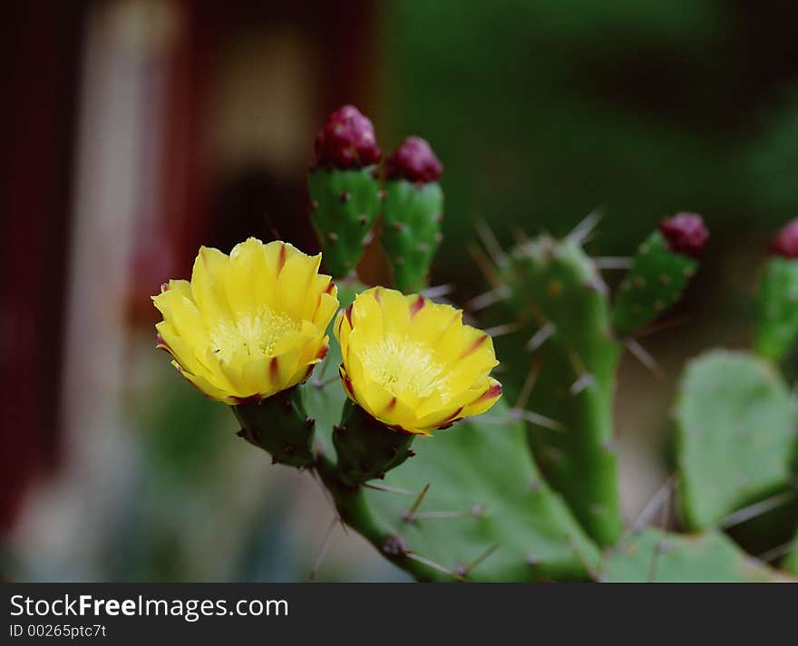 Wild Flowers Image