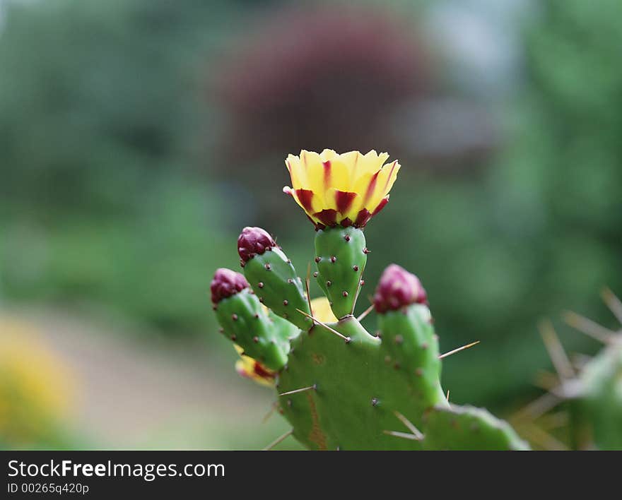 Wild Flowers Image