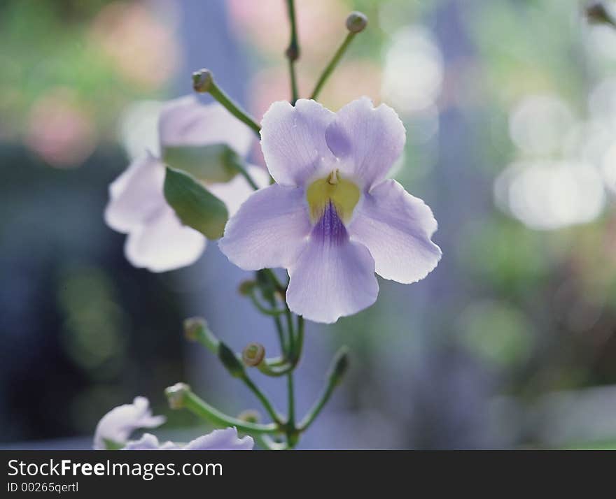 Wild Flowers Image