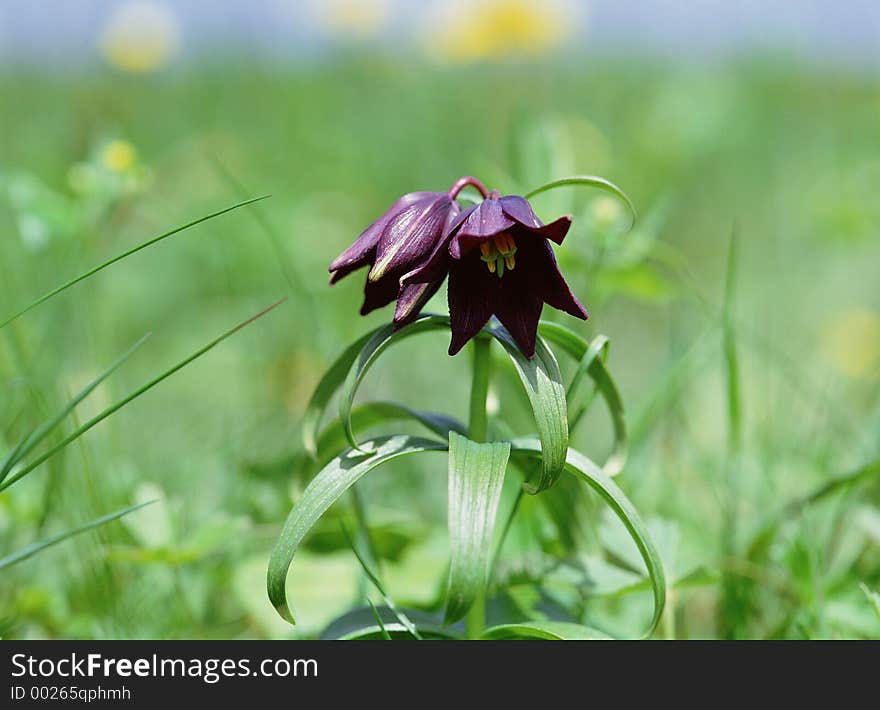 Wild Flowers Image