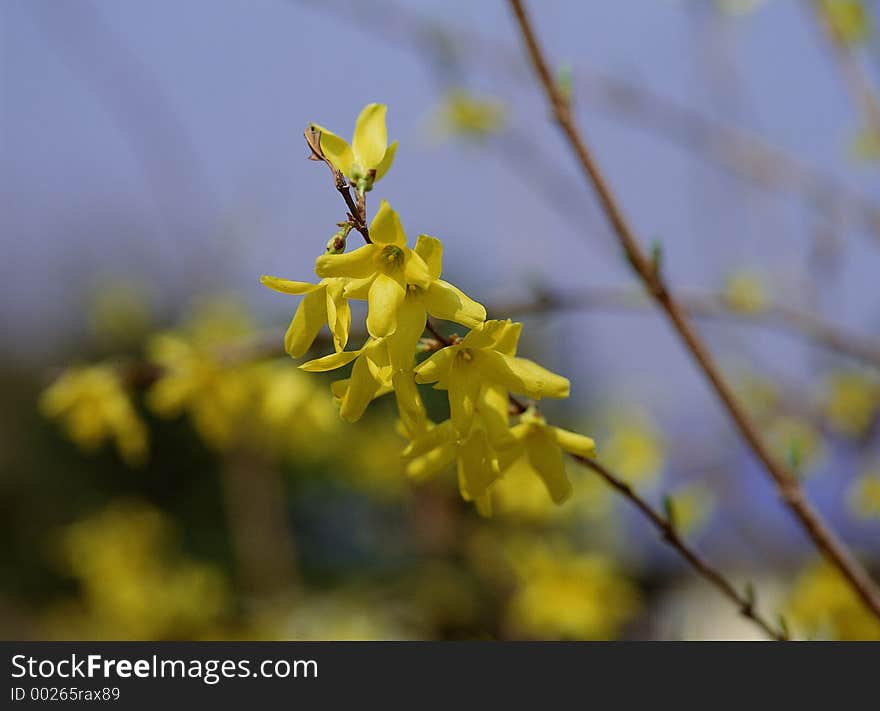 Wild Flowers