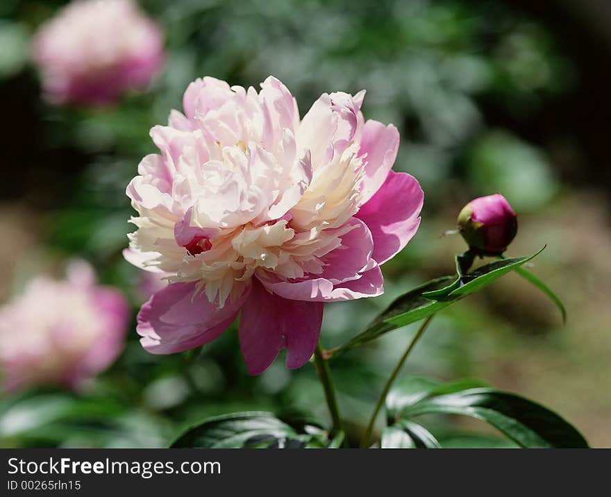 Wild Flowers