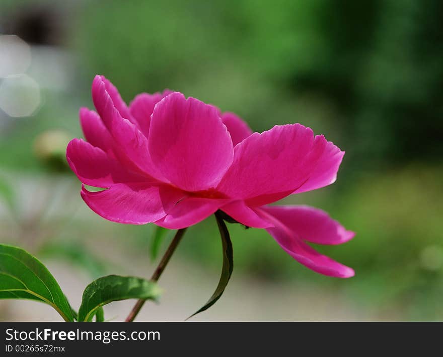 Wild Flowers Image