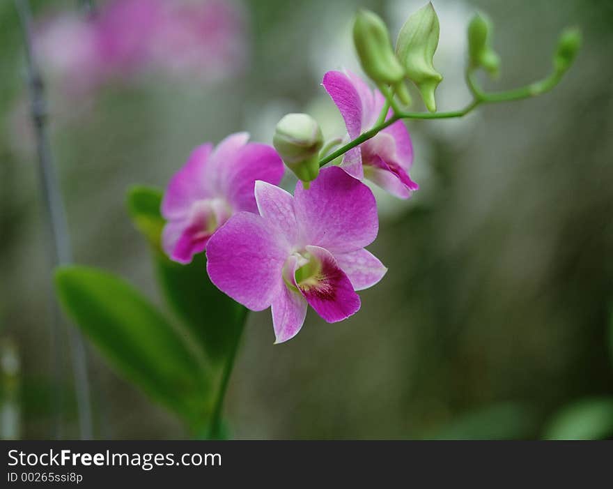 Wild Flowers Image