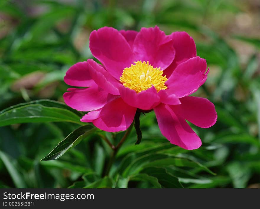 Wild Flowers Image